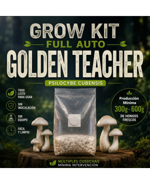 Grow Kit Psilocybe Cubensis Golden Teacher