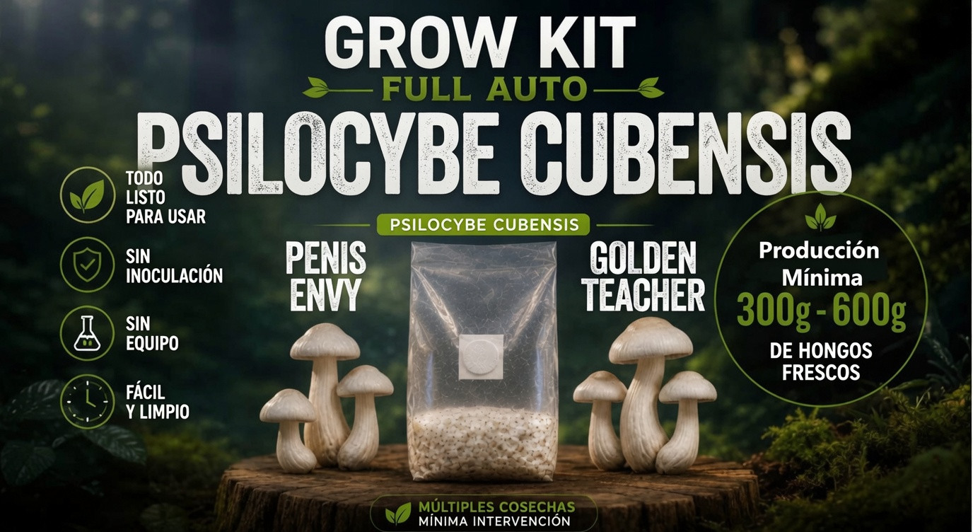 Micelio de Psilocybe Cubensis